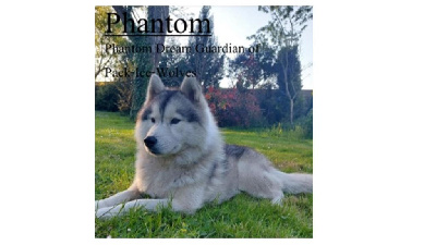 Étalon Siberian Husky - Phantom dream guardian Of pack-ice wolves