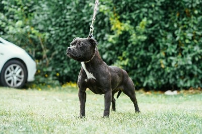 Étalon Staffordshire Bull Terrier - Shadow killa d'ultime passion