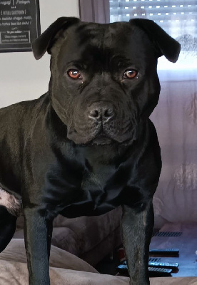 Étalon Staffordshire Bull Terrier - Silver black de l'empire tourmaline