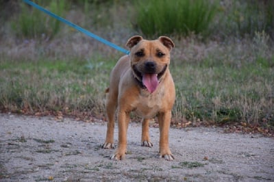 Étalon Staffordshire Bull Terrier - Tess at arvernmolosse (Sans Affixe)