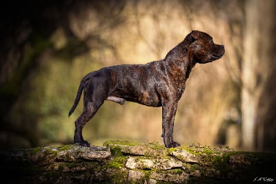 Étalon Staffordshire Bull Terrier - CH. Ew. jch. real boombastic mr lover Of Stafford Edition