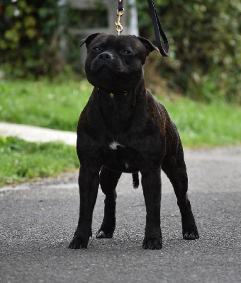 Étalon Staffordshire Bull Terrier - Skillstaff Resident evil