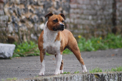 Étalon Staffordshire Bull Terrier - Marvel World Dog Toxie doxie