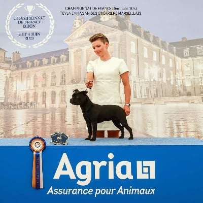 Étalon Staffordshire Bull Terrier - Teyla emmagan Des Guerriers Marseillais