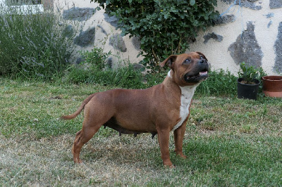 Étalon Staffordshire Bull Terrier - Psychose dit panna cotta des Croisades de Tyam