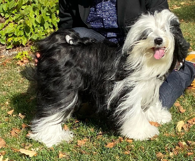 Étalon Terrier Tibetain - Night in white satin sun kosi