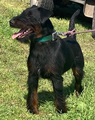 Étalon Terrier de chasse allemand - Taxis kennel vom st galler rheintal djt