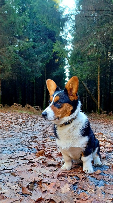 Étalon Welsh Corgi Cardigan - Very important puppy ms mirabelle Du Nanédis