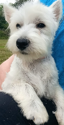Étalon West Highland White Terrier - Nefer du Moulin de la Terrasse