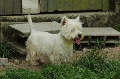 Étalon West Highland White Terrier - Truffe Du domaine d'alexan