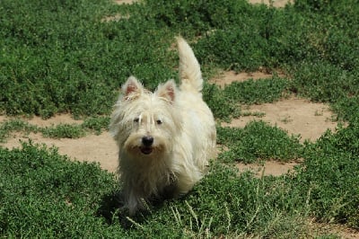 Étalon West Highland White Terrier - Toffee Du domaine d'alexan