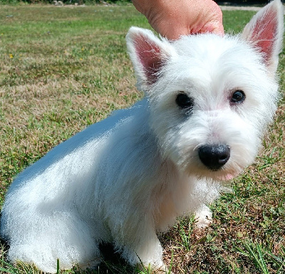 Étalon West Highland White Terrier - Odessa du Moulin de la Terrasse