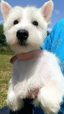 Étalon West Highland White Terrier - Nouga du Moulin de la Terrasse