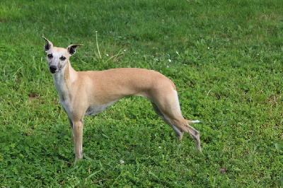 Étalon Whippet - James Gang Ring My Bell