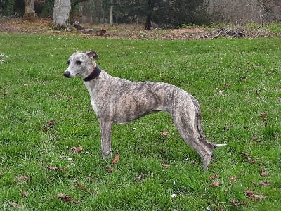 Étalon Whippet - Riva du mas du molau