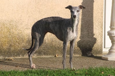 Étalon Whippet - Paillette Du Val De Cassel