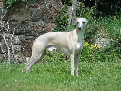 Étalon Whippet - Horsewip Gold Isangard l'eternel