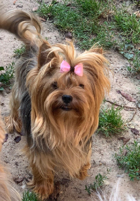 Étalon Yorkshire Terrier - ONITSHA'S Surprise country