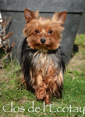 Étalon Yorkshire Terrier - Sybille Du Clos De L'Ecotay