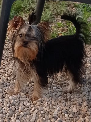 Étalon Yorkshire Terrier - Mad Square Garden Smooth criminal