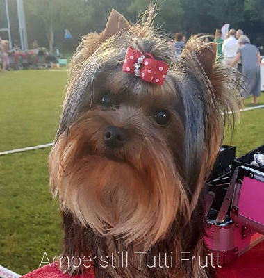 Étalon Yorkshire Terrier - CH. Amberstill Tutti frutti