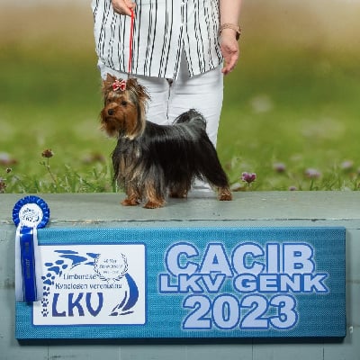 Étalon Yorkshire Terrier - Jch twisty star D'ivena des lys