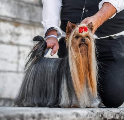 Étalon Yorkshire Terrier - CH. Mistral gagnant D'ivena des lys