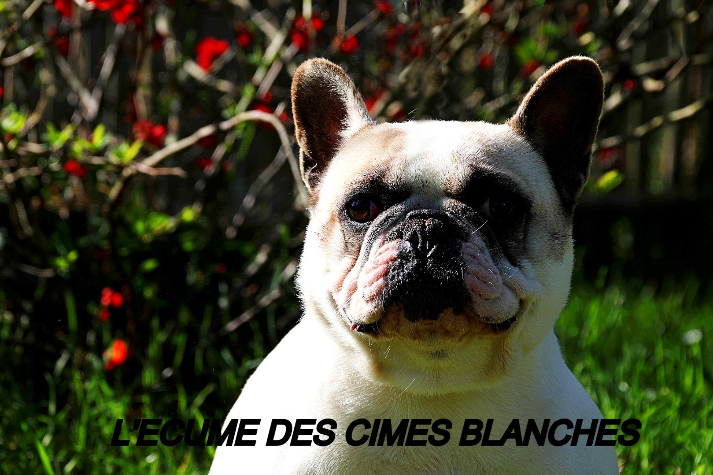 Publication : de l'écume des cimes blanches Auteur : L'ECUME DES CIMES BLANCHES