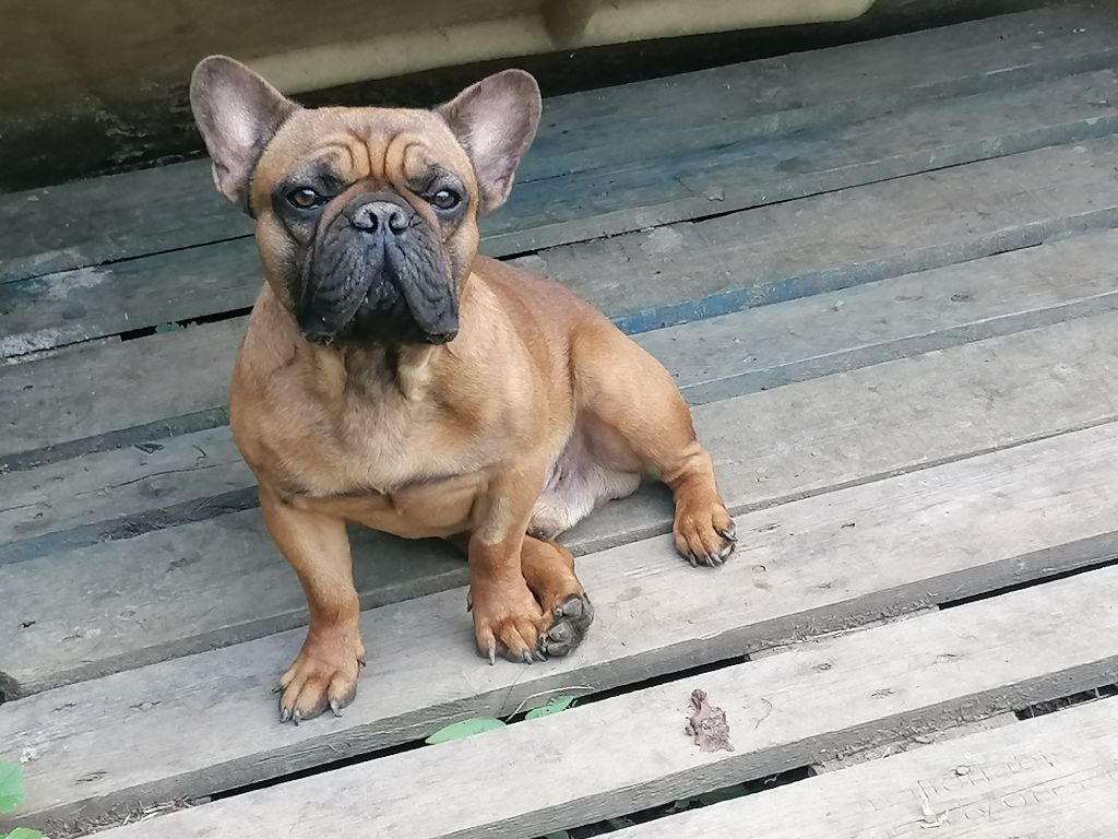 Publication : Des éclats De Cassiopée