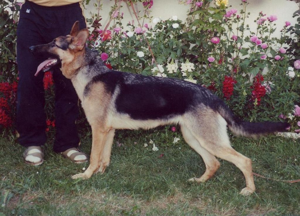 Boa von der germanenquelle