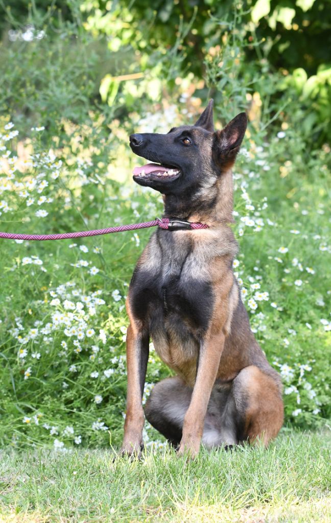 Publication : des Louves de Toscane Auteur : Animo'Focus