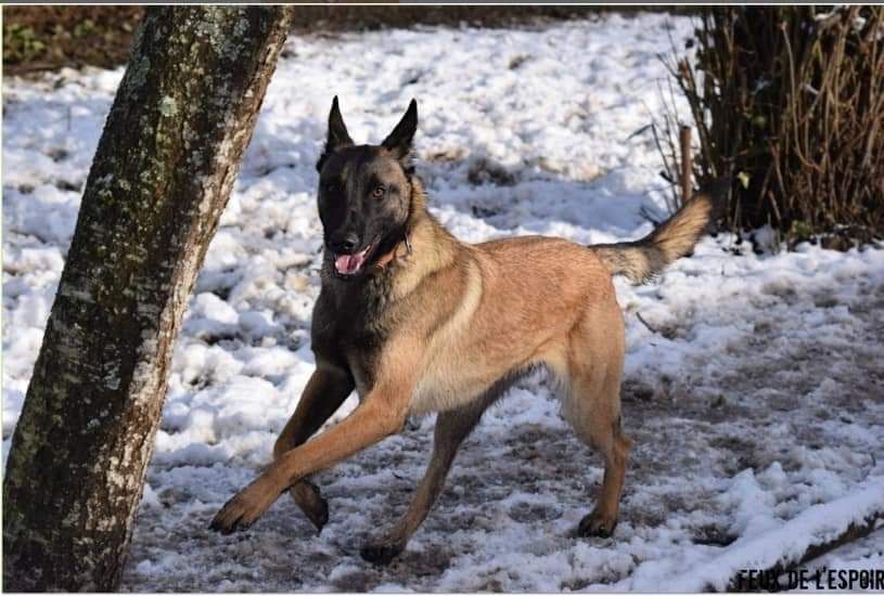 Narya Des Feux de l'Espoir