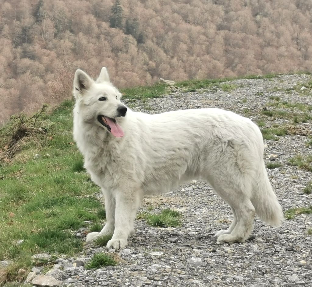 Publication : du Domaine De Cap Dé Lastouse Auteur : Domaine de cap dé Lastouse