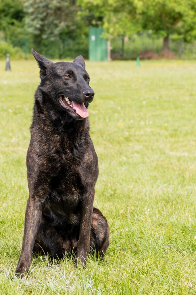 Publication : Du Croc Normand