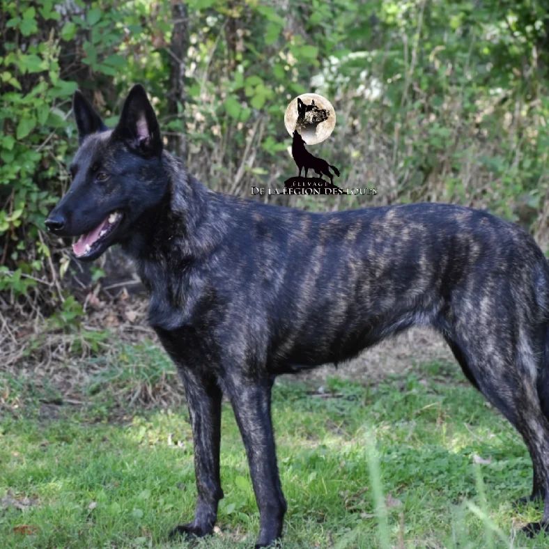 Publication : De La Légion Des Loups 