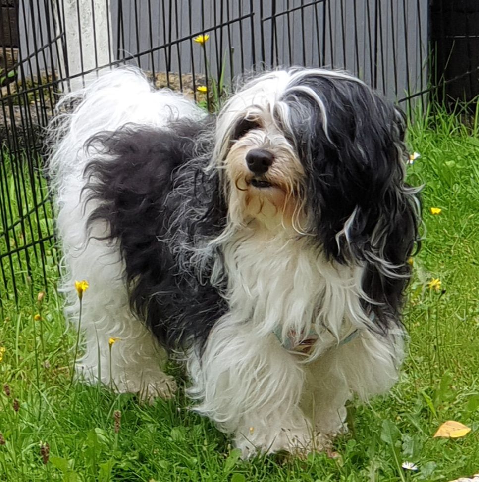 Publication : de la vallée du rêve Auteur : Mirkes Mylène