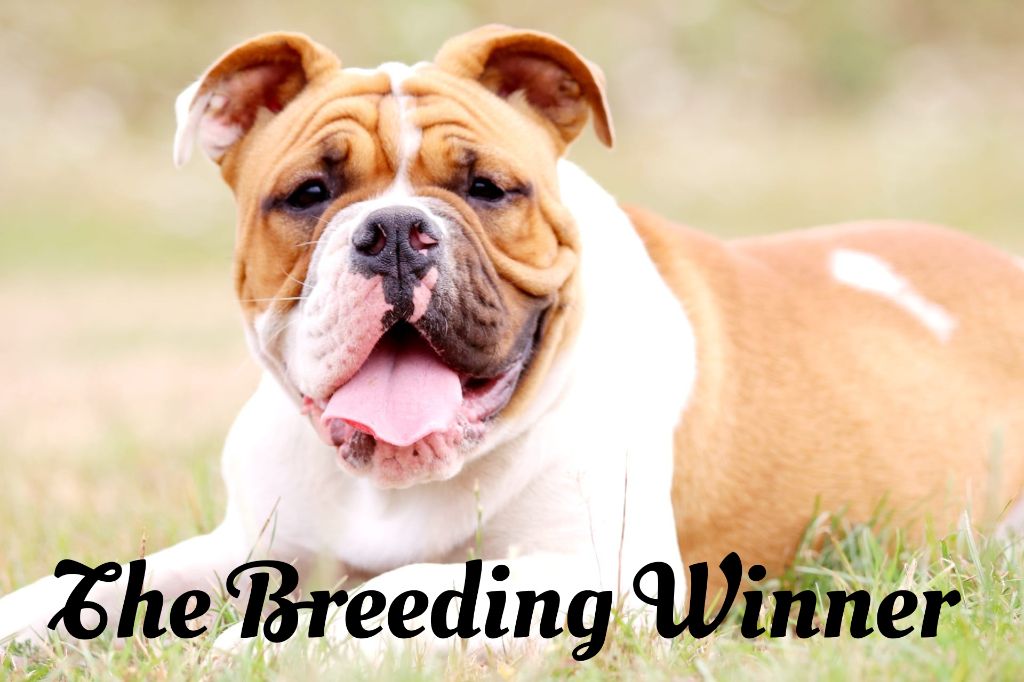 Publication : the Breeding Winner Auteur : The Breeding Winner 