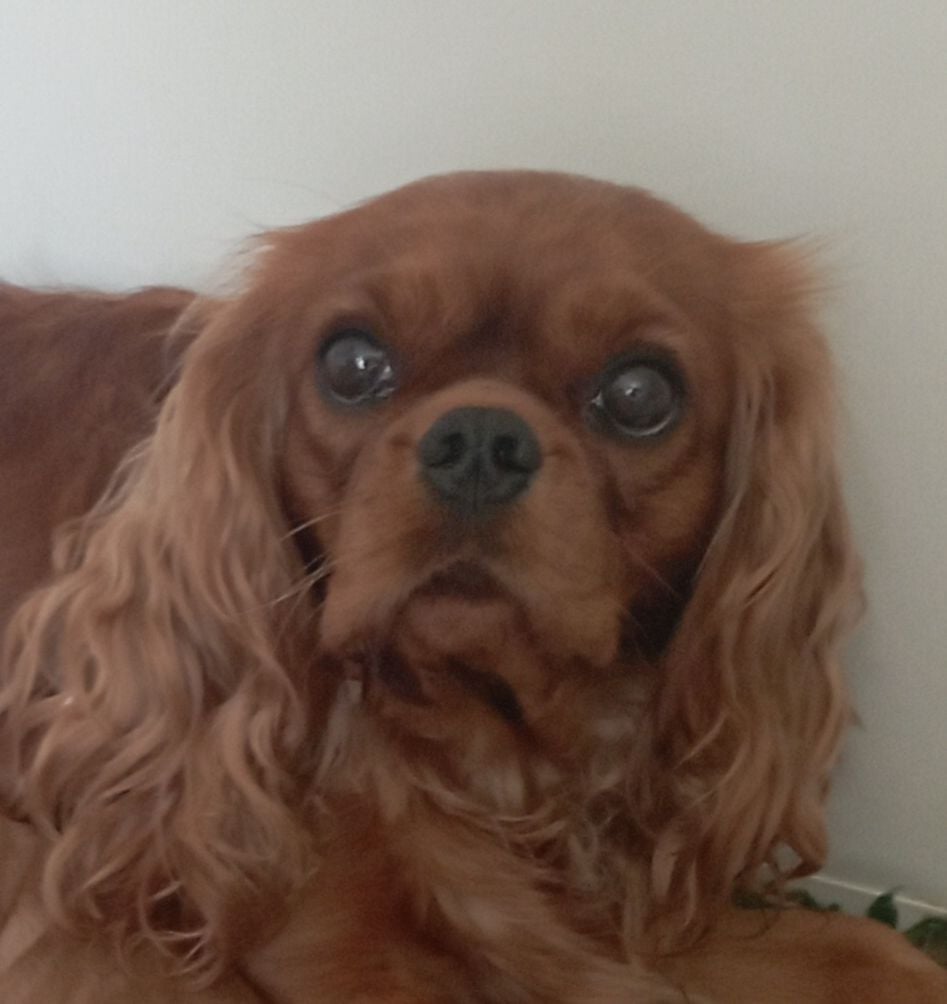 Publication : de Tahuva