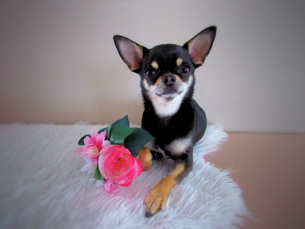 Publication : Des Pattounes Douces