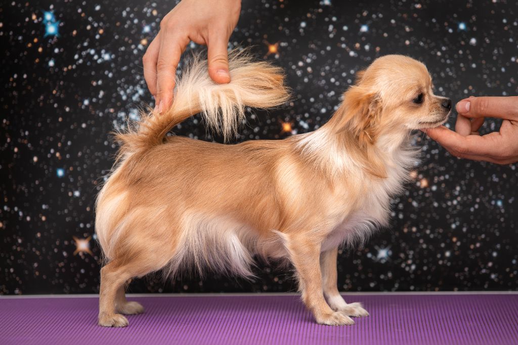 Publication : lookum 