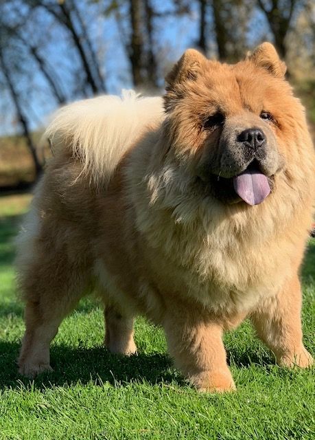 Publication : du Yang tse Kiang