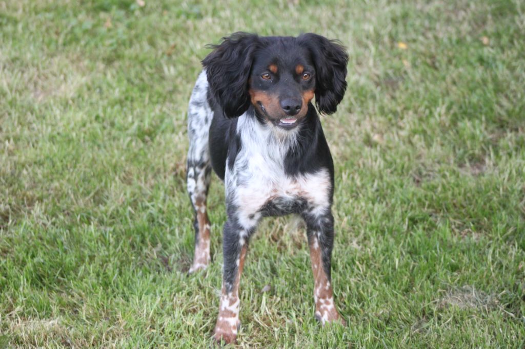 Publication : de l'Empire Hunnike Auteur : L'Empire Hunnike