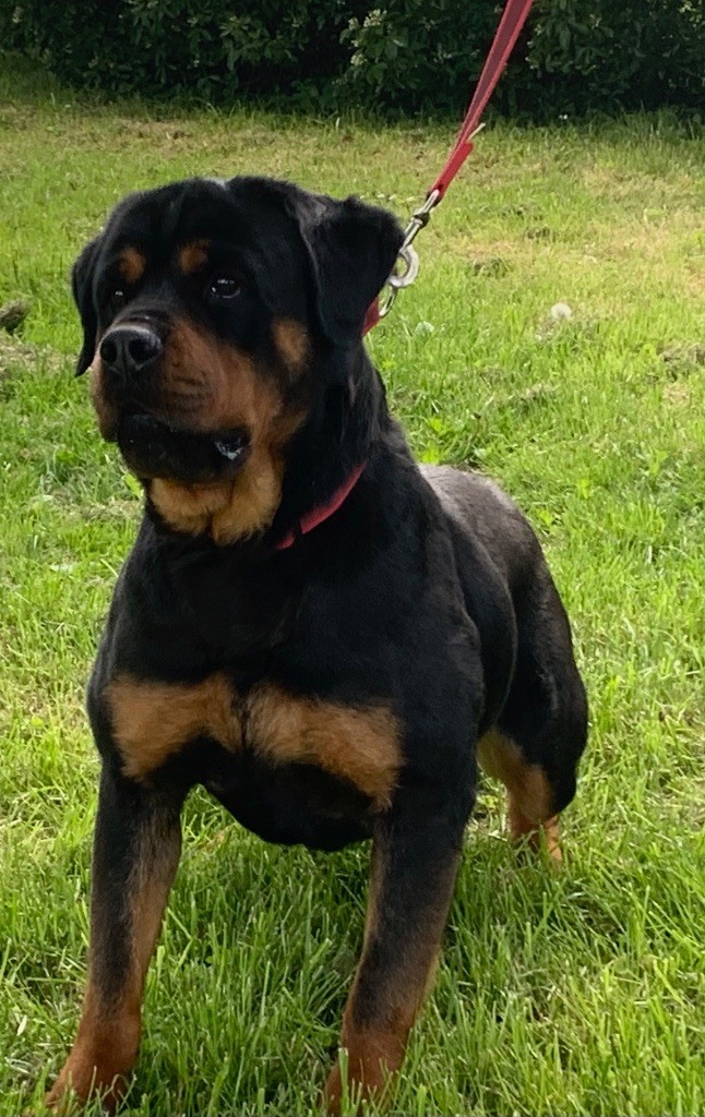 Publication : Vom Hause Orda Auteur : Mr et Md ORFILA