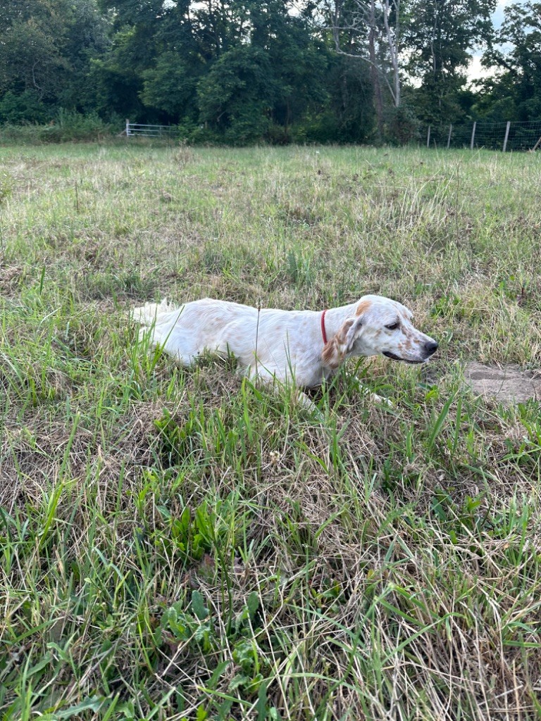 Publication : Du Chenil De Pépon Auteur : CastÃ¨de Vincent 