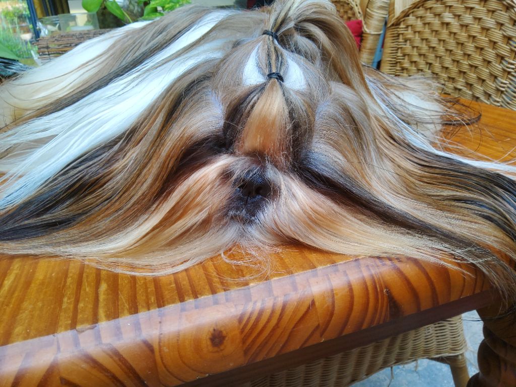 Publication : Tangalyfall Auteur : Bracq Fabienne