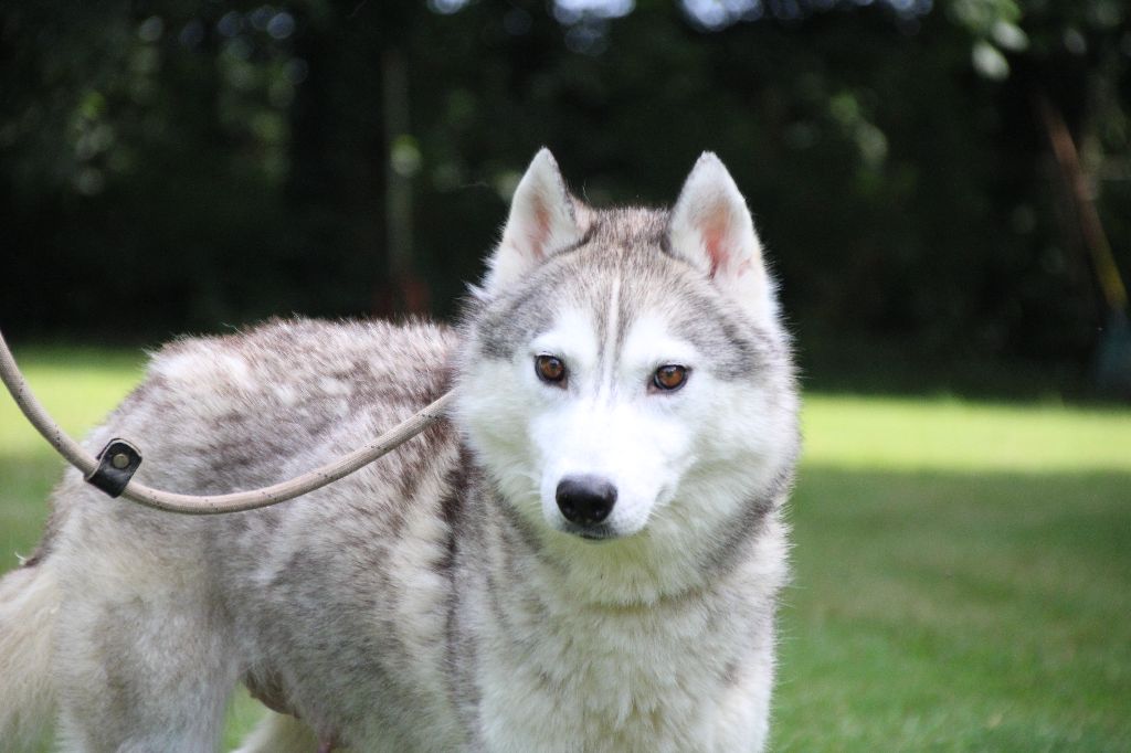 Publication : Des Legendes Du Triskel 