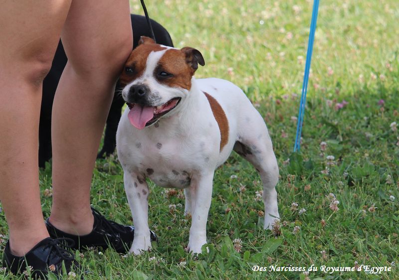 Publication : De Rockstar Dog 