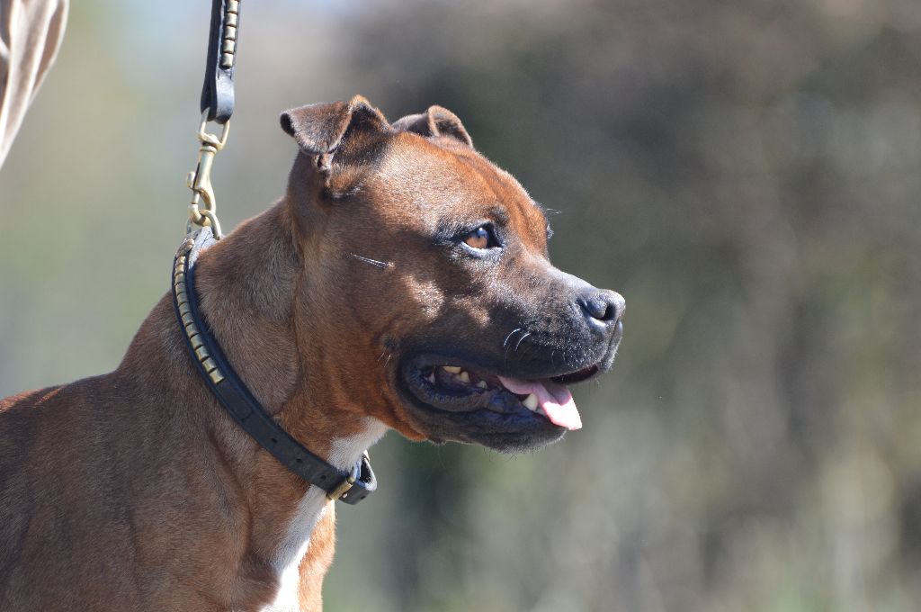 Publication : Du Domaine De Babylone Auteur : VG