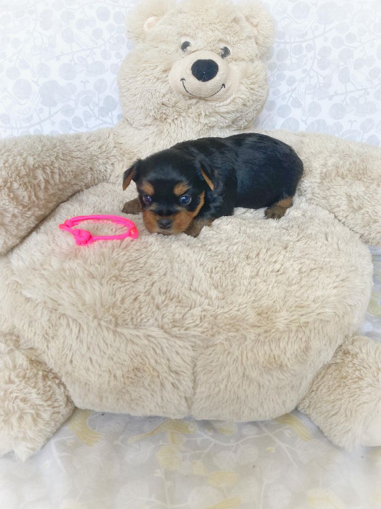 Publication : Gabéric's 