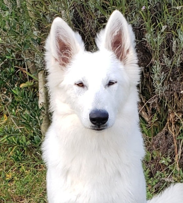 Étalon Berger Blanc Suisse - Syme De La Croix Naudin